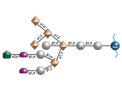 Complex N-Glycans Binding Lectins