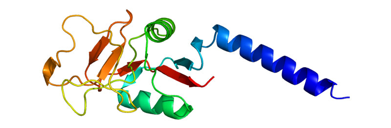 Conjugated Lectins