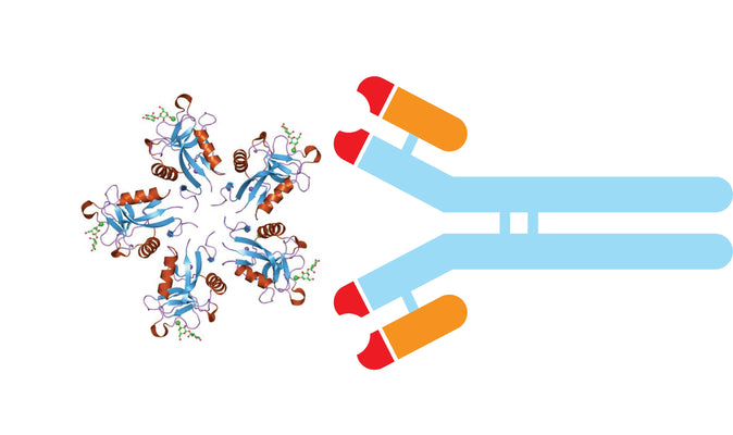 Lectin Antibodies