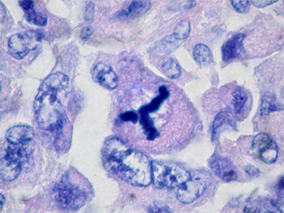 Lectin Mitogen Solutions