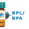 Bauhinia purpurea Lectin (BPL/BPA) - MagneZoom&trade;