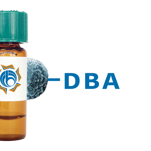 Dolichos biflorus Lectin (DBA) - MagneZoom™