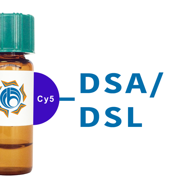 Datura stramonium Lectin (DSA/DSL) - Cy5
