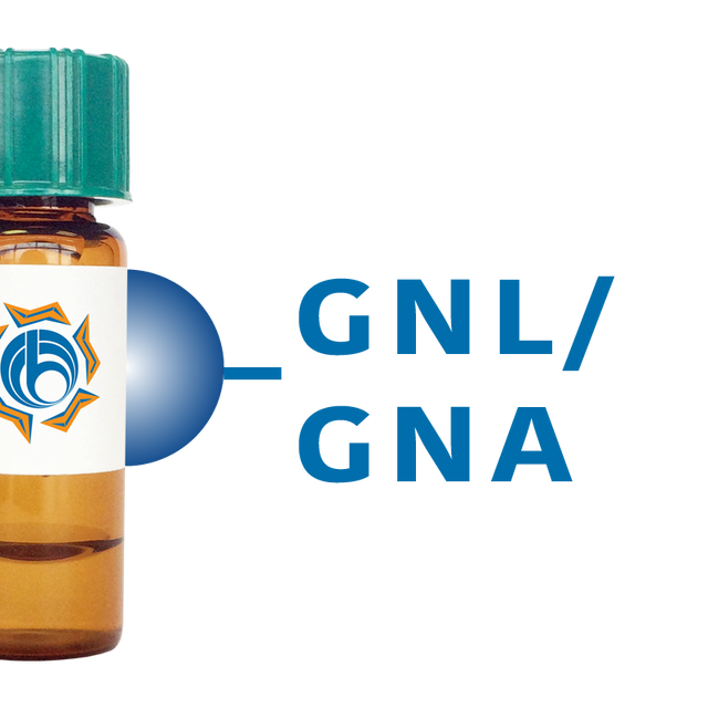 Galanthus nivalis Lectin (GNL/GNA) - Separopore® 4B