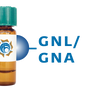 Galanthus nivalis Lectin (GNL/GNA) - Separopore® 4B