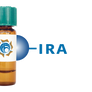 Iris hybrid Lectin (IRA) - Separopore® 4B