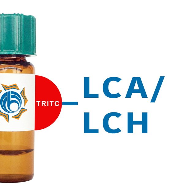 Lens culinaris Lectin (LCA/LCH) - TRITC (Rhodamine)
