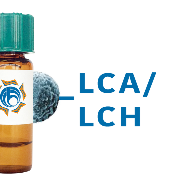 Lens culinaris Lectin (LCA/LCH) - MagneZoom™