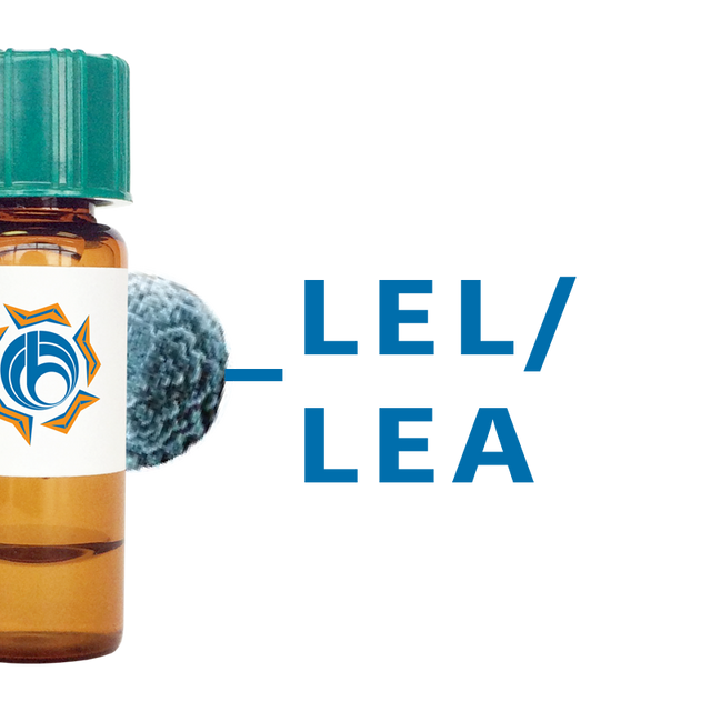 Lycopersicon esculentum Lectin (LEL/LEA) - MagneZoom™