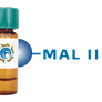 Maackia amurensis Lectin (MAA/MAL II) - Separopore® 4B