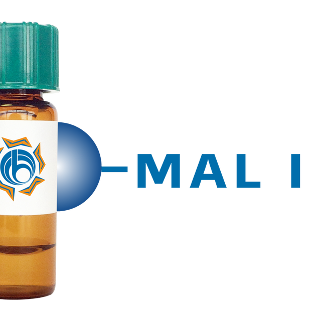 Maackia amurensis Lectin (MAA/MAL I) - Separopore® 4B