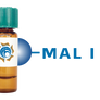 Maackia amurensis Lectin (MAA/MAL I) - Separopore® 4B