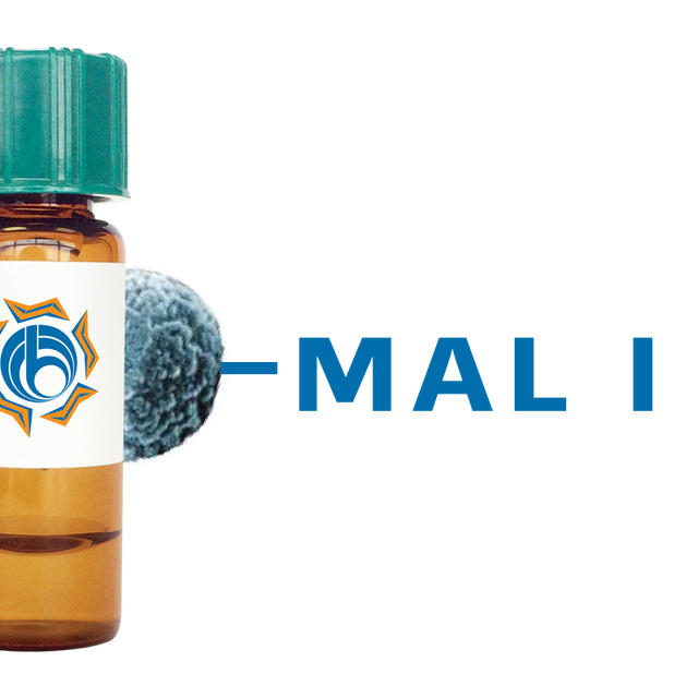 Maackia amurensis Lectin (MAA/MAL I) - MagneZoom™