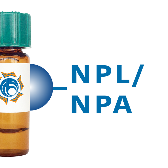 Narcissus pseudonarcissus Lectin (NPL/NPA) - Separopore® 4B