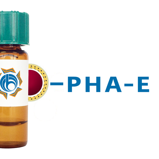 Phaseolus vulgaris Lectin (PHA-E) - Colloidal Gold