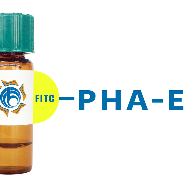 Phaseolus vulgaris Lectin (PHA-E) - FITC (Fluorescein)