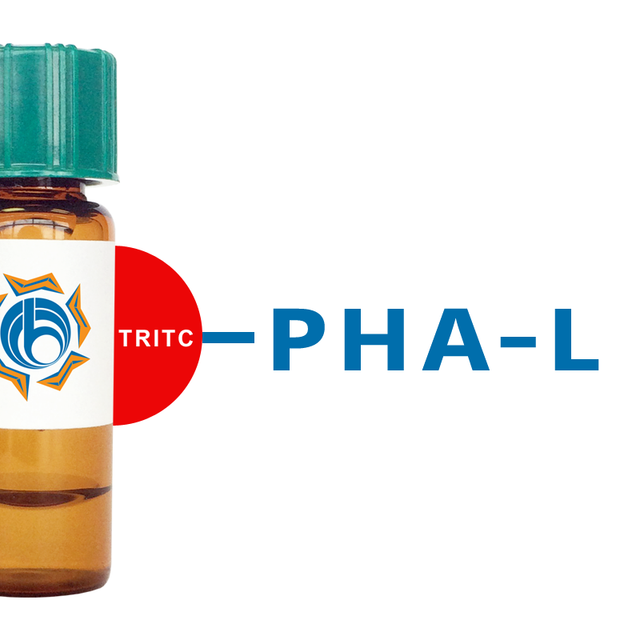 Phaseolus vulgaris Lectin (PHA-L) - TRITC (Rhodamine)
