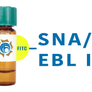 Sambucus nigra Lectin (SNA/EBL I) - FITC (Fluorescein)