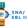 Sambucus nigra Lectin (SNA/EBL II) - Separopore® 4B
