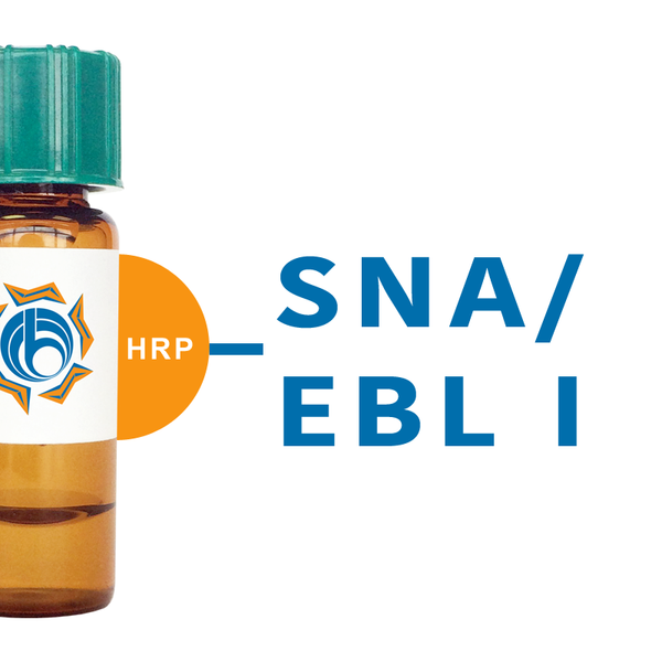Sambucus nigra Lectin (SNA/EBL I) - HRP (Horseradish Peroxidase ...