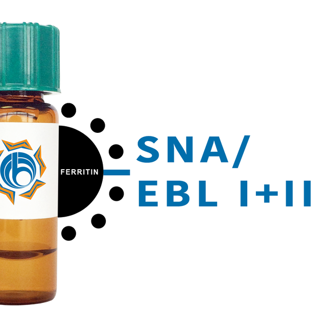 Sambucus nigra Lectin (SNA/EBL I+II) - Ferritin
