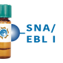 Sambucus nigra Lectin (SNA/EBL I) - Separopore® 4B