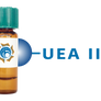 Ulex europaeus Lectin (UEA II) - Separopore® 4B