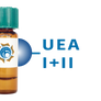 Ulex europaeus Lectin (UEA I+II) - Separopore® 4B