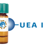 Ulex europaeus Lectin (UEA I) - Separopore® 4B