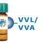 Vicia villosa Lectin (VVL/VVA) - Separopore® 4B