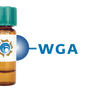 Triticum vulgaris Lectin (WGA) - Separopore® 4B