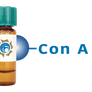 Concanavalin A Lectin (Con A) - Separopore® 4B