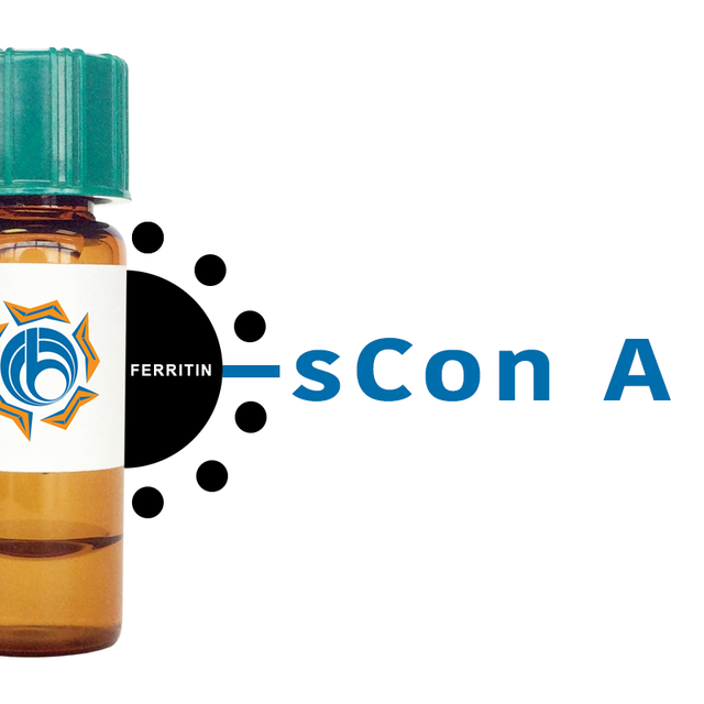 Succinylated Concanavalin A Lectin (Succ Con A) - Ferritin