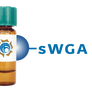 Succinylated Triticum vulgaris Lectin (Succ WGA) - Separopore® 4B