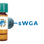 Succinylated Triticum vulgaris Lectin (Succ WGA) - MagneZoom™