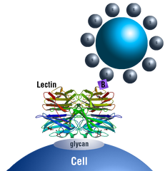 Cell Sorting