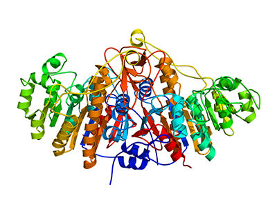 Alkaline Phosphatase Conjugated Lectins