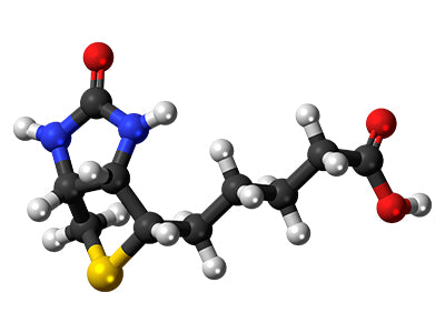 Biotin Conjugated Lectins