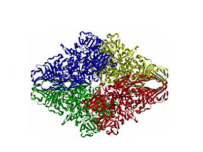 Glycoenzymes