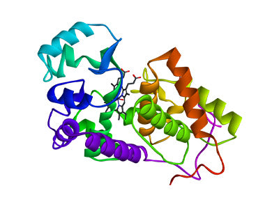 Horseradish Peroxidase (HRP) Conjugated Lectins