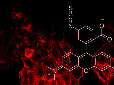 TRITC (Rhodamine) Conjugated Lectins