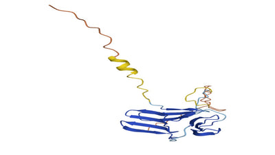 Allium sativum Lectin (ASA) - Pure