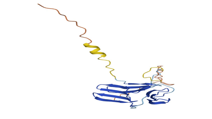 Allium sativum Lectin (ASA) - Pure
