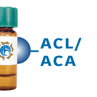 Amaranthus caudatus Lectin (ACL/ACA) - Separopore® 4B