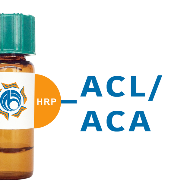 Amaranthus caudatus Lectin (ACL/ACA) - HRP (Horseradish Peroxidase)