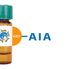 Artocarpus integrifolia Lectin (AIA) - HRP (Horseradish Peroxidase)