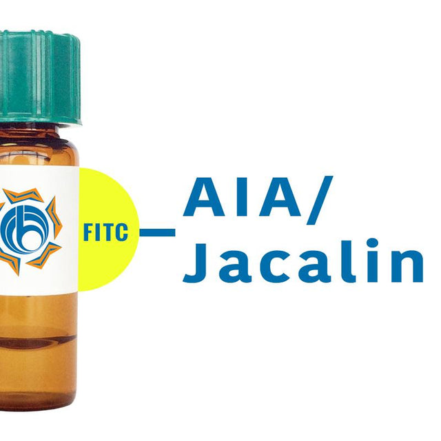 Artocarpus integrifolia Lectin (AIA) - FITC (Fluorescein)
