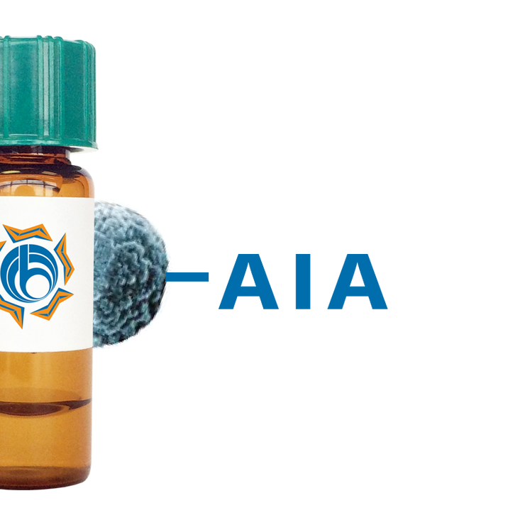 Artocarpus integrifolia Lectin (AIA) - MagneZoom™