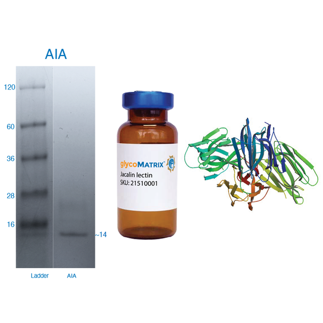 Artocarpus integrifolia Lectin (AIA) - Pure