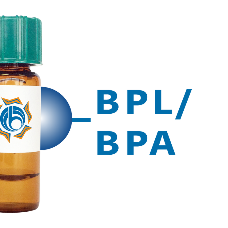 Bauhinia purpurea Lectin (BPL/BPA) - Separopore® 4B